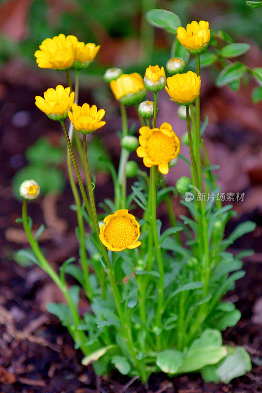 花菊/黄雏菊/花菊